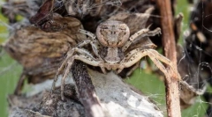 Brazylijski wędrujący pająk